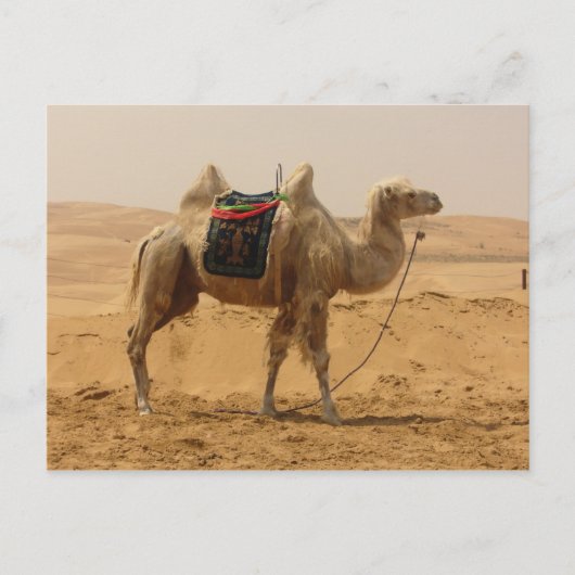 Camel in de woestijn briefkaart (Voorkant)