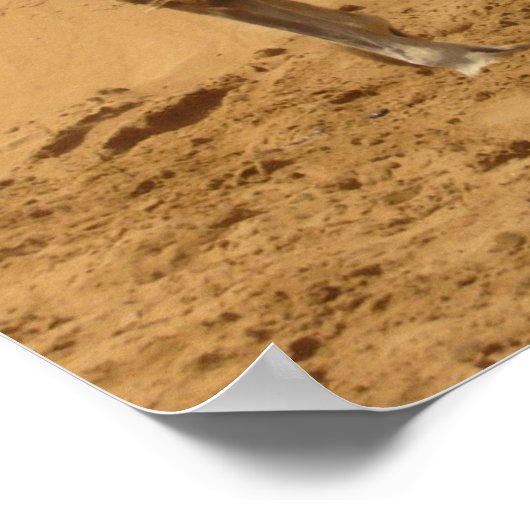 Camel in de woestijn poster (Hoek)