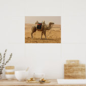 Camel in de woestijn poster (Keuken)