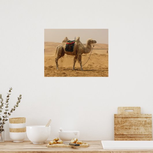 Camel in de woestijn poster (Keuken)