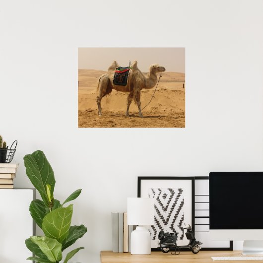 Camel in de woestijn poster (Thuiskantoor)
