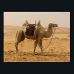 Camel in de woestijn poster<br><div class="desc">Een vette,  tweevochtige kameel met een fancy geborduurd zadelzadel dat geduldig in de woestijn staat.</div>