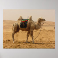 Camel in de woestijn