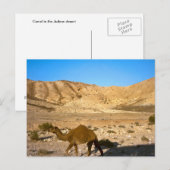 Camel in de woestijn van Judean Briefkaart (Voorkant / Achterkant)