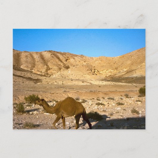 Camel in de woestijn van Judean Briefkaart (Voorkant)