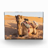 Camel in de woestijn van Oman Fotoblokken (Voorkant)