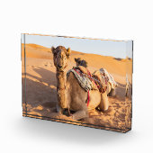 Camel in de woestijn van Oman Fotoblokken (Rechts)