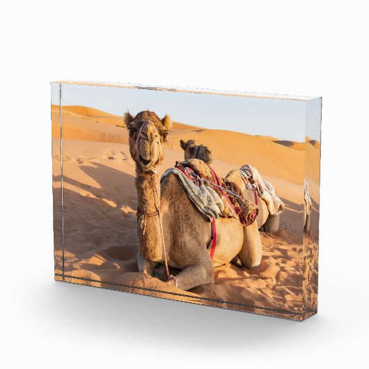 Camel in de woestijn van Oman Fotoblokken (Rechts)