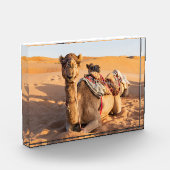 Camel in de woestijn van Oman Fotoblokken (Links)