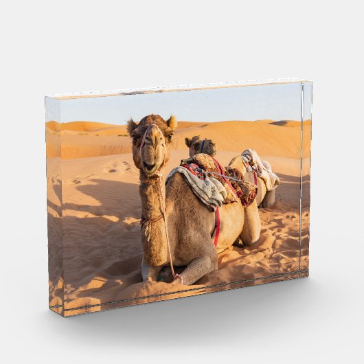 Camel in de woestijn van Oman Fotoblokken (Links)