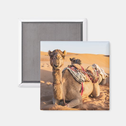 Camel in de woestijn van Oman Magneet (Voorkant / Achterkant)