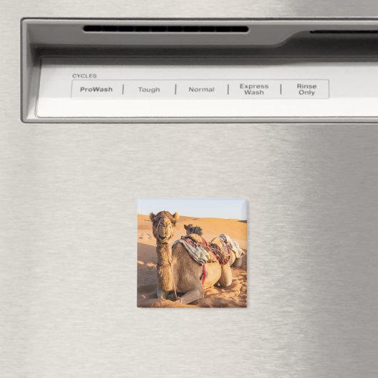 Camel in de woestijn van Oman Magneet (Insitu (Vaatwasser))