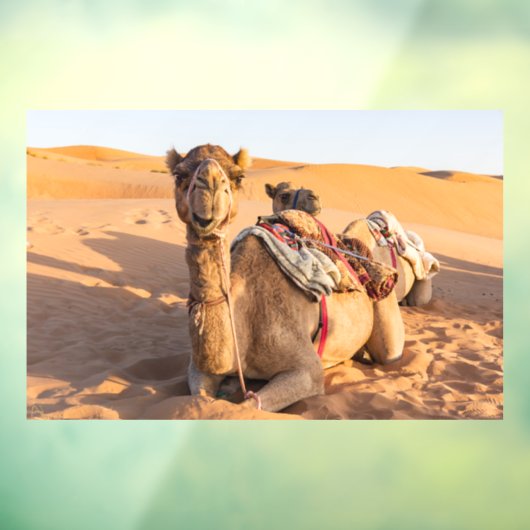 Camel in de woestijn van Oman Raamsticker (Vel 3)