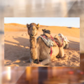 Camel in de woestijn van Oman Raamsticker (Vel 2)
