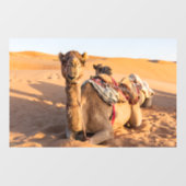 Camel in de woestijn van Oman Raamsticker (Vel)