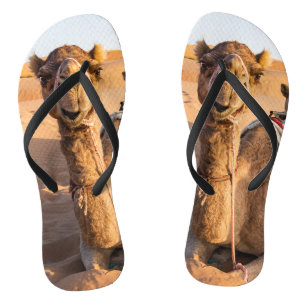 Camel in de woestijn van Oman Teenslippers