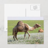 Camel in een groen bloeiend veld briefkaart (Voorkant / Achterkant)