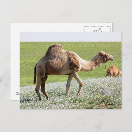 Camel in een groen bloeiend veld briefkaart (Voorkant / Achterkant)