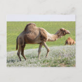 Camel in een groen bloeiend veld briefkaart (Voorkant)