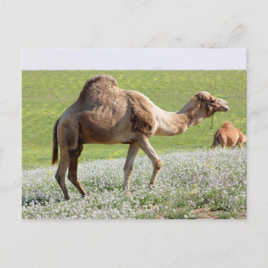 Camel in een groen bloeiend veld briefkaart (Voorkant)