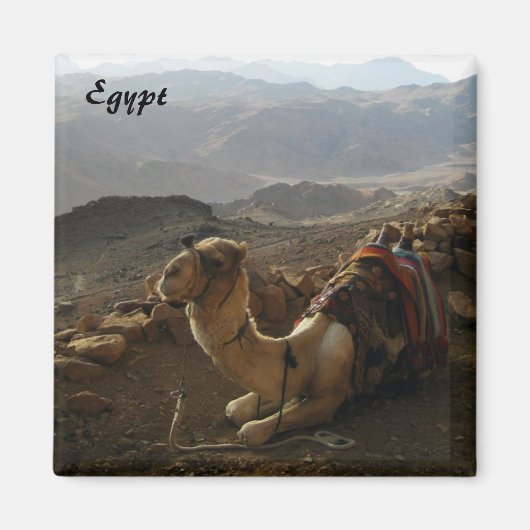 Camel in Egypt Magnet (Voorkant)