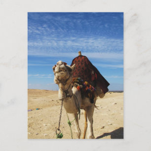 Camel in Egypte foto Briefkaart