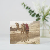 Camel in Giza Egypt Briefkaart (Staand voorkant)