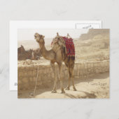Camel in Giza Egypt Briefkaart (Voorkant / Achterkant)