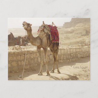 Camel in Giza Egypt Briefkaart