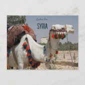 Camel in Syrië Briefkaart (Voorkant)