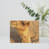 Camel in woestijn-Briefkaart Briefkaart (Staand voorkant)