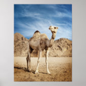 Camel in woestijn poster (Voorkant)
