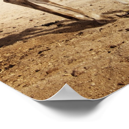 Camel in woestijn poster (Hoek)