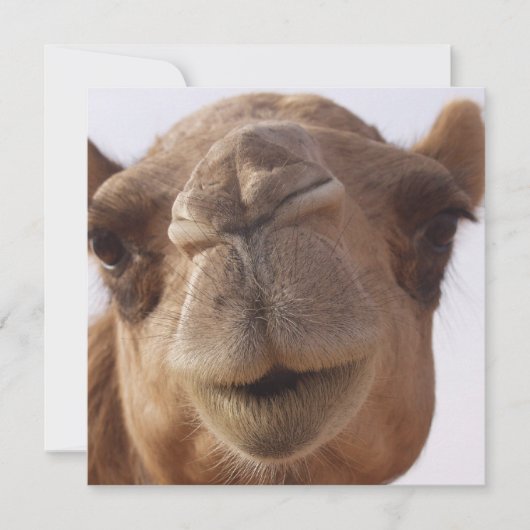 Camel Invitation Kaart (Voorkant)