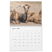 Camel Kalender 2025 (Mar 2027)