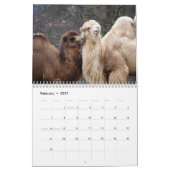 Camel Kalender 2025 (Feb 2027)