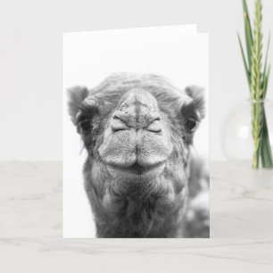Camel Kisses Fun Close-up Foto Wenskaarten Kaart