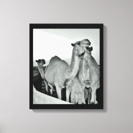 Camel Love Canvas Afdruk