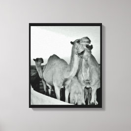 Camel Love Canvas Afdruk