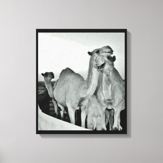 Camel Love Canvas Afdruk (Voorkant)