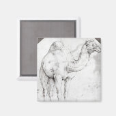 Camel Magneet (Voorkant / Achterkant)