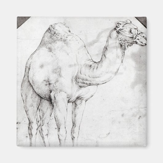 Camel Magneet (Voorkant)