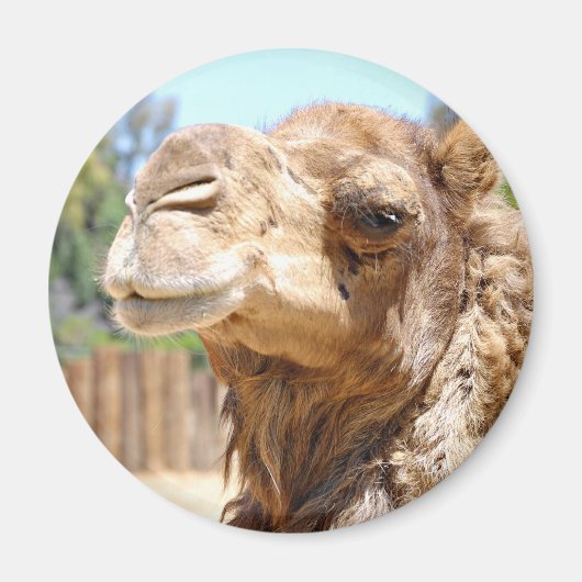 Camel Magnet (Voorkant)