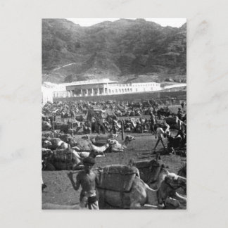 Camel Market, Aden, Jemen 1902 Briefkaart