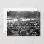 Camel Market, Aden, Jemen 1902 Briefkaart (Voorkant / Achterkant)