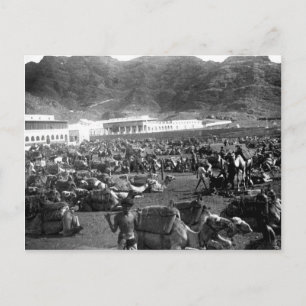 Camel Market, Aden, Jemen 1902 Briefkaart
