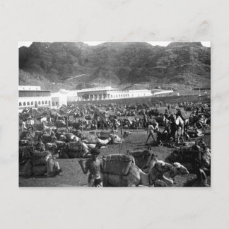 Camel Market, Aden, Jemen 1902 Briefkaart