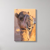 Camel met een grappige gezichtsuitdrukking canvas afdruk (Voorkant)