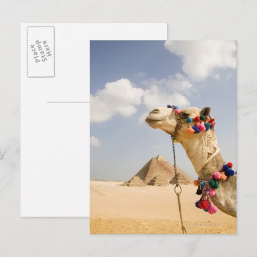 Camel met Pyramids Giza, Egypte Briefkaart (Voorkant / Achterkant)