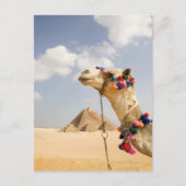 Camel met Pyramids Giza, Egypte Briefkaart (Voorkant)